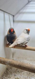 Te koop koppel man Bleekrug, Dieren en Toebehoren, Vogels | Overige Vogels, Meerdere dieren