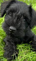 Dwergschnauzer puppy teefje, Rabiës (hondsdolheid), 15 weken tot 1 jaar, Overige rassen, Buitenland