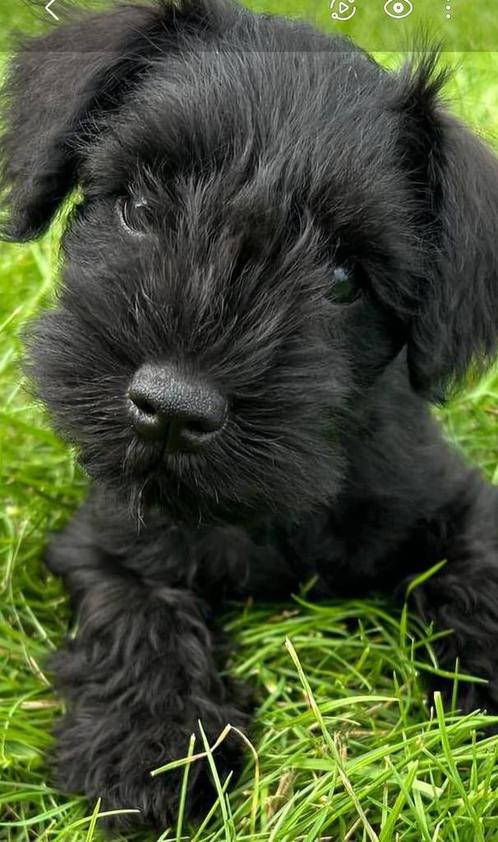 Dwergschnauzer puppy teefje, Dieren en Toebehoren, Honden | Chihuahua's en Gezelschapshonden, Teef, Overige rassen, Fokker | Professioneel