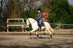 Schoolmaster fei prospect, Dieren en Toebehoren, Pony's, Merrie, ZZ, Gechipt, Dressuurpony