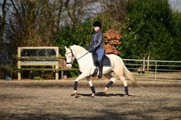 Schoolmaster fei prospect beschikbaar voor biedingen