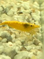Yellow fire shrimp, Dieren en Toebehoren, Vissen | Aquariumvissen, Kreeft, Krab of Garnaal