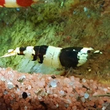 Caridina cf cantonensis beschikbaar voor biedingen
