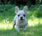 Lieve franse bulldog pups teefjes, Dieren en Toebehoren, Honden | Bulldogs, Pinschers en Molossers, CDV (hondenziekte), 8 tot 15 weken