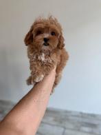 Exclusieve Maltipoo F1, pup (Korea Maltezer/Asian Toy Poedel, Particulier, Overige rassen, 8 tot 15 weken, Buitenland