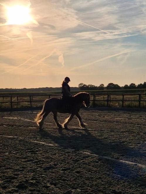 Lieve Tinkerruin zoekt 5 sterren huisje, Dieren en Toebehoren, Paarden, Ruin, Minder dan 160 cm, Recreatiepaard
