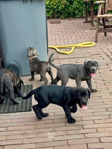 Cane corso pups beschikbaar voor biedingen
