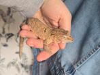 Mainland Chahoua vrouw, Dieren en Toebehoren, Reptielen en Amfibieën, Slang, 0 tot 2 jaar