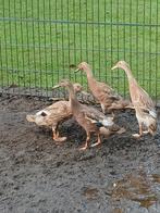 Jonge loopeenden 3 vrouwtjes en 1 mannetje., Dieren en Toebehoren, Pluimvee, Meerdere dieren, Eend