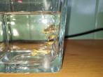 Guppy 24k goud, Vis, Zoetwatervis