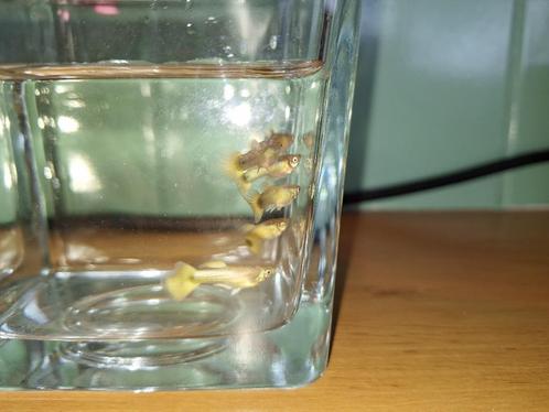 Guppy 24k goud, Dieren en Toebehoren, Vissen | Aquariumvissen, Zoetwatervis, Vis