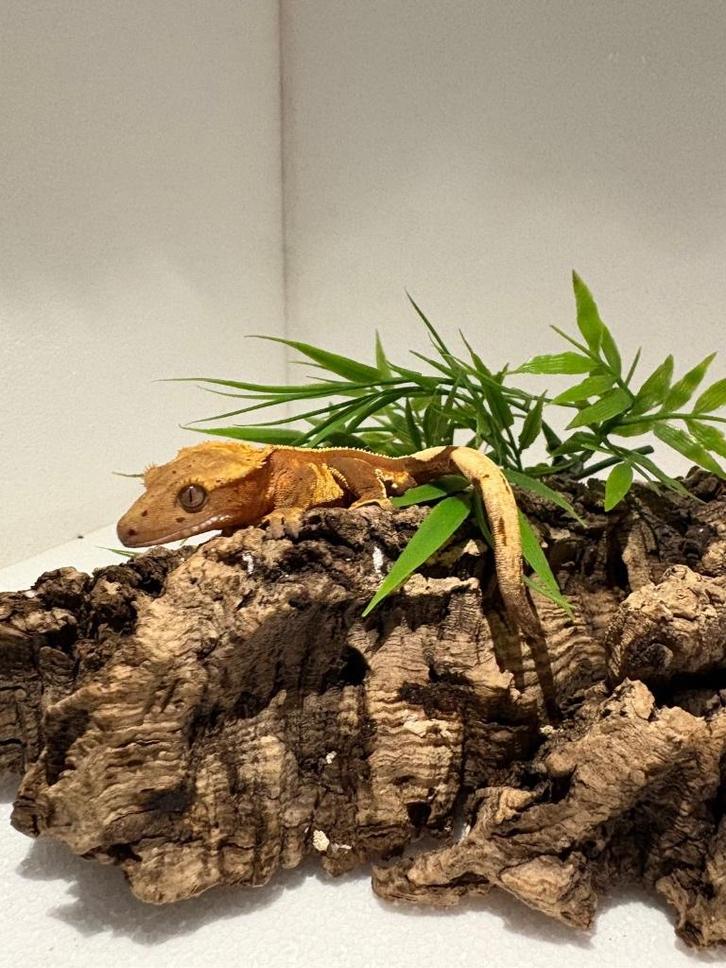 Wimpergekko - nakweek