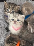 Lieve Britse/Perzische korthaar kitten, Dieren en Toebehoren, Katten en Kittens | Raskatten | Langhaar, Poes, Ontwormd, 0 tot 2 jaar