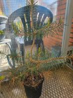 Grove den pinus sylvestris, Minder dan 100 cm, Overige soorten, Ophalen