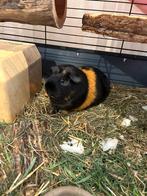 2 vrouwtjes cavia's met bijbehorende kooi!, Dieren en Toebehoren, Knaagdieren en Konijnen | Hokken en Kooien, Ophalen, Kooi, Cavia