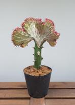 Euphorbia lactea 'cristata' | Ø12cm H28cm, Huis en Inrichting, Cactus, Minder dan 100 cm, Ophalen of Verzenden