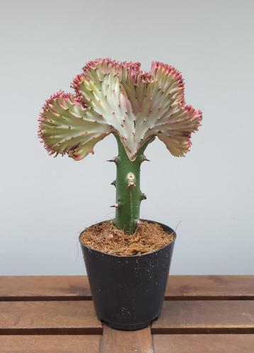 Euphorbia lactea 'cristata' | Ø12cm H28cm