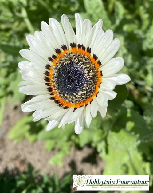 zaden van de allermooiste bloemen en planten!, Tuin en Terras, Bloembollen en Zaden, Zaad, Gehele jaar, Ophalen of Verzenden