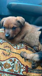 Rottweiler malinois pup, Dieren en Toebehoren, Honden | Niet-rashonden, Reu, CDV (hondenziekte), 8 tot 15 weken, Groot