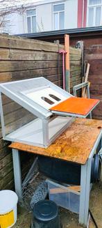 Spoednik, Dieren en Toebehoren, Vogels | Duiven, Mannelijk