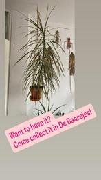 Mooie Dracaena Marginata - Ophalen Baarsjes, Ophalen, 100 tot 150 cm, Halfschaduw, In pot