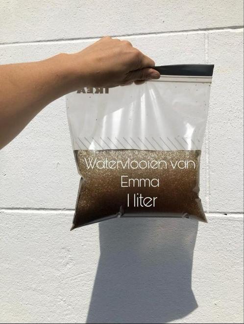 Levende watervlooien, Dieren en Toebehoren, Vissen | Aquariumvissen, Vis
