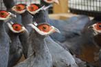 Verschillende soorten fazanten | Passend advies, Meerdere dieren, Overige soorten