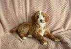 Mini / kleine middenmaat labradoodle pups, Dieren en Toebehoren, Overige rassen, 8 tot 15 weken, CDV (hondenziekte), Meerdere