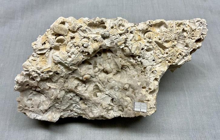 Slakken, Haustator, Hekse, Belgie, Krijt, Verzamelen, Mineralen en Fossielen, Fossiel, Ophalen of Verzenden