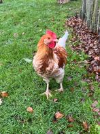 Haan, Dieren en Toebehoren, Pluimvee, Mannelijk, Kip