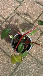 Philodendron pink princess 2 plantjes #4, Huis en Inrichting, Kamerplanten, Ophalen of Verzenden
