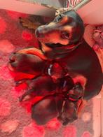 nestje prachtige ruwharige teckel pups ( zonder stamboom ), CDV (hondenziekte), Particulier, Meerdere, 8 tot 15 weken