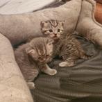 Britse korthaar X britse langhaar kittens, Kater, Ontwormd