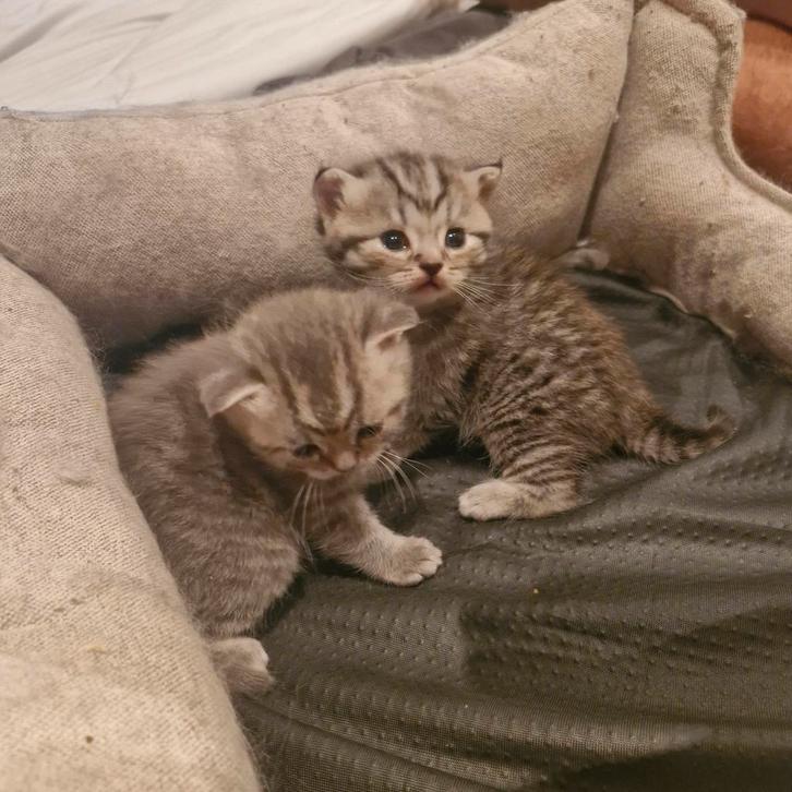 Britse korthaar X britse langhaar kittens, Dieren en Toebehoren, Katten en Kittens | Raskatten | Korthaar, Kater, Met stamboom