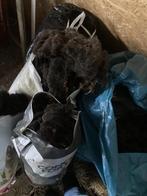 Schapenwol van Zwartbles schapen, Ophalen, Nieuw
