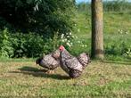 2 Wyandotte kriel hennen zilver/zwart gezoomd 2024, Dieren en Toebehoren, Pluimvee, Vrouwelijk, Kip