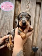 Dwerg Teckelpups  lang en kort haar., Dieren en Toebehoren, Honden | Teckels en Dashonden, CDV (hondenziekte), 8 tot 15 weken