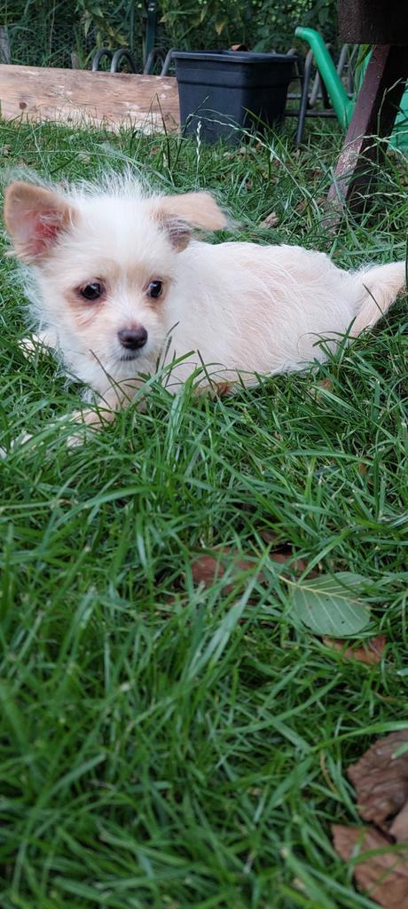 Pomerian /Boomer, Dieren en Toebehoren, Honden | Chihuahua's en Gezelschapshonden, Meerdere dieren, Overige rassen, Particulier