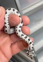 0.1 heterodon nasicus haakneus SUPERARCTIC CONDA HET ALBINO, Dieren en Toebehoren, Reptielen en Amfibieën, Slang, 0 tot 2 jaar