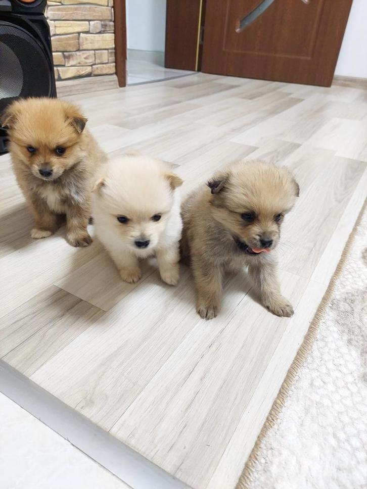 Duitse spitz, Dieren en Toebehoren, Honden | Niet-rashonden, Klein, Reu, Particulier, Meerdere, Nederland, 8 tot 15 weken, CDV (hondenziekte)