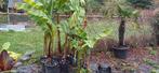 Musa basjoo  bananenplant, Tuin en Terras, Planten | Tuinplanten, Halfschaduw, Zomer, Ophalen of Verzenden, Overige soorten