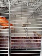 twee kanarie Manen 2025  te koop met kooi, Dieren en Toebehoren, Vogels | Kanaries, Mannelijk, Zangkanarie