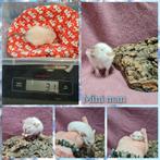 4 super tamme dwerg rittens, Dieren en Toebehoren, Knaagdieren, Mannelijk, Rat, Na 1 juli 2024, Tam