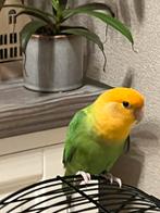 Dwergpapegaai inclusief kooi en voer, Geslacht onbekend, Dwergpapegaai of Agapornis, Tam