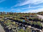 Groot assortiment vaste planten en siergrassen vanaf €1,75ps, Bodembedekkers, Volle zon, Vaste plant, Ophalen of Verzenden