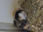 2 peruvian cavia baby's, Dieren en Toebehoren, Knaagdieren, Cavia, Mannelijk, Tam, September