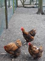 orpington groot broedeieren, Geslacht onbekend, Kip
