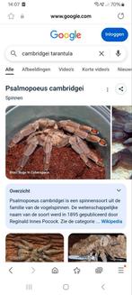 Vogelspin met terrarium, Dieren en Toebehoren, Ophalen of Verzenden, Zo goed als nieuw