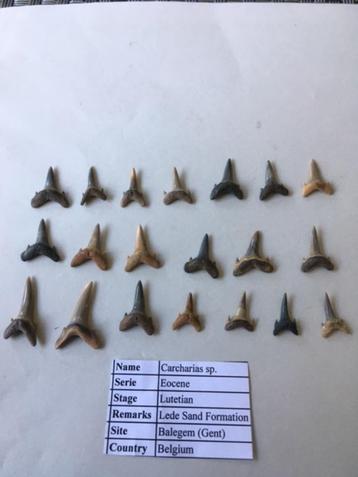 Fossiele haaientanden set (20 stuks) uit Balegem (1) beschikbaar voor biedingen