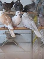 Diverse lachduiven, Dieren en Toebehoren, Vogels | Duiven, Meerdere dieren, Overige soorten